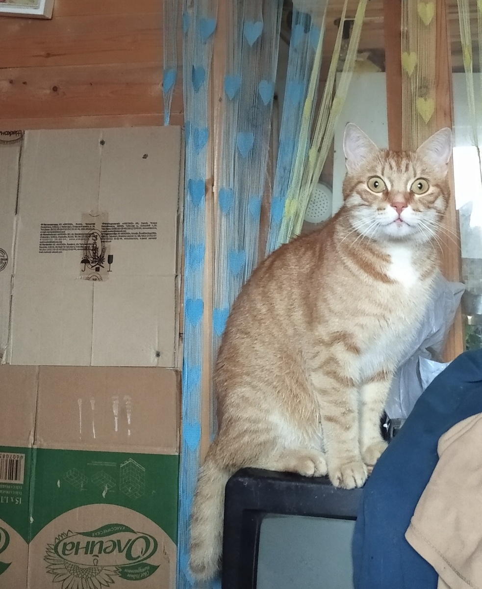 Личное фото