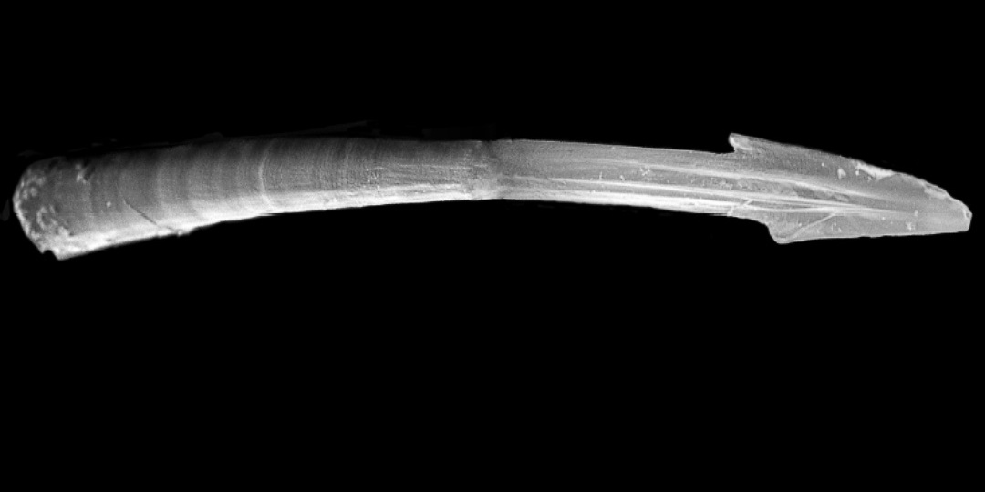 Стрелы любви: зачем их вонзают в партнёра во время зачатия