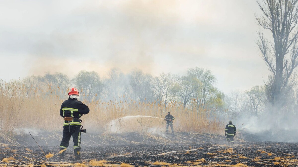    Фото: Hryshchyshen Serhii/Shutterstock/Fotodom