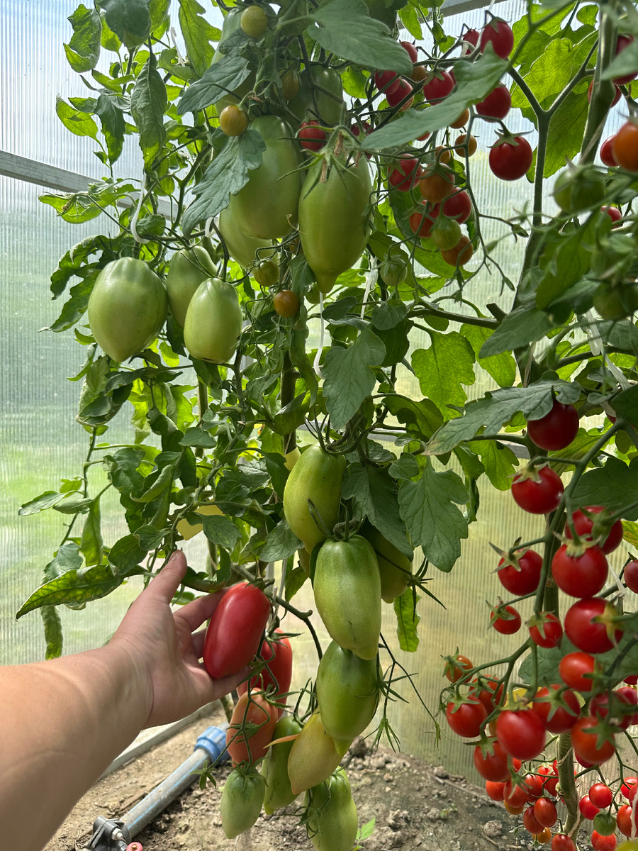 Томат сорт  Дьявол Джерси.