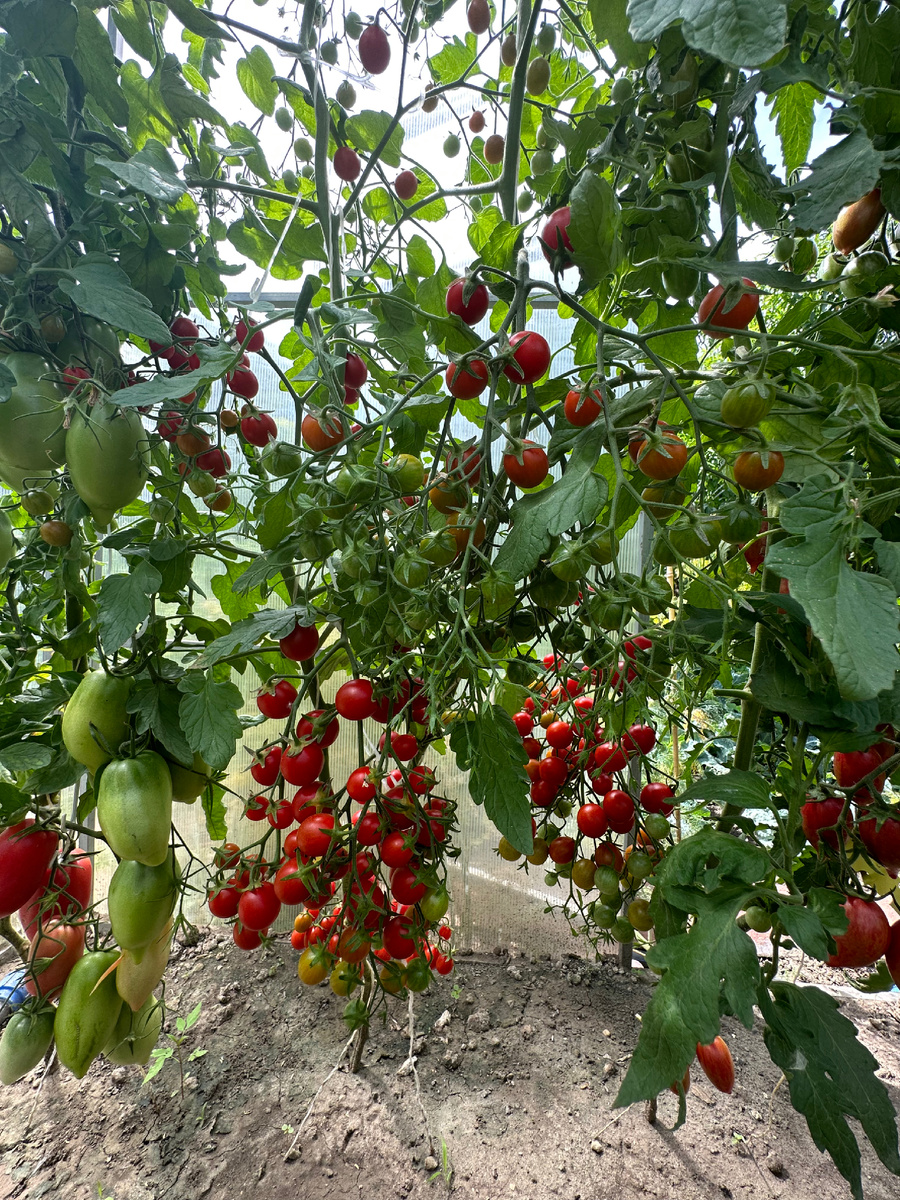 Томат гибрид черри Сладкие Дольки