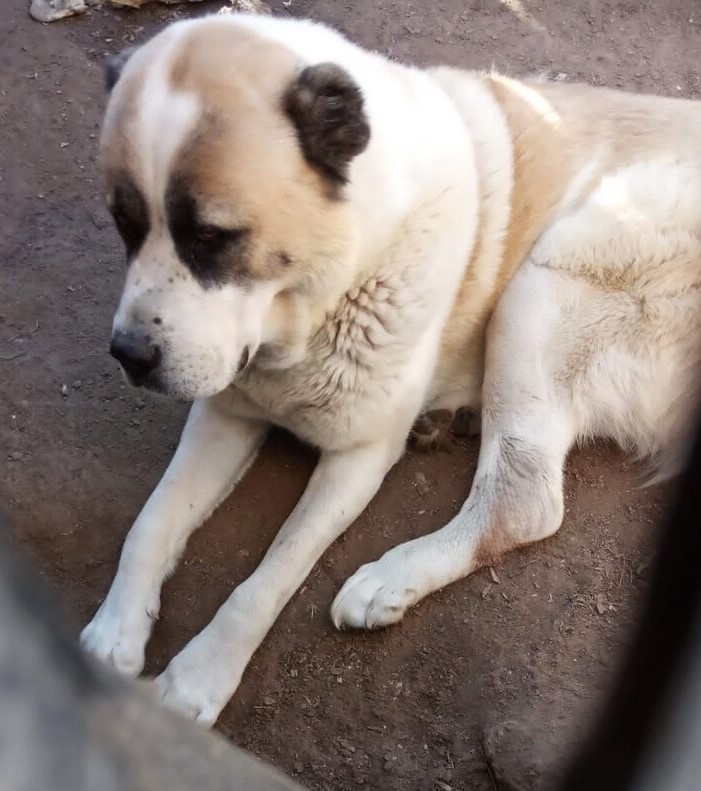 Это Барни, он тоже болеет!