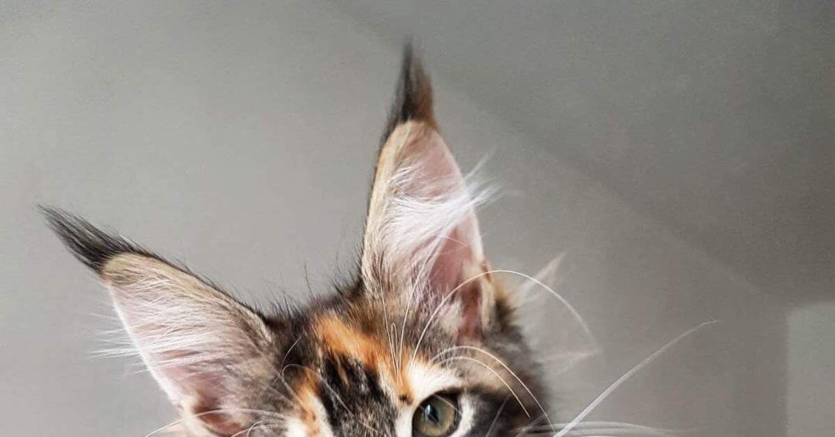 Фото из Интернета. 