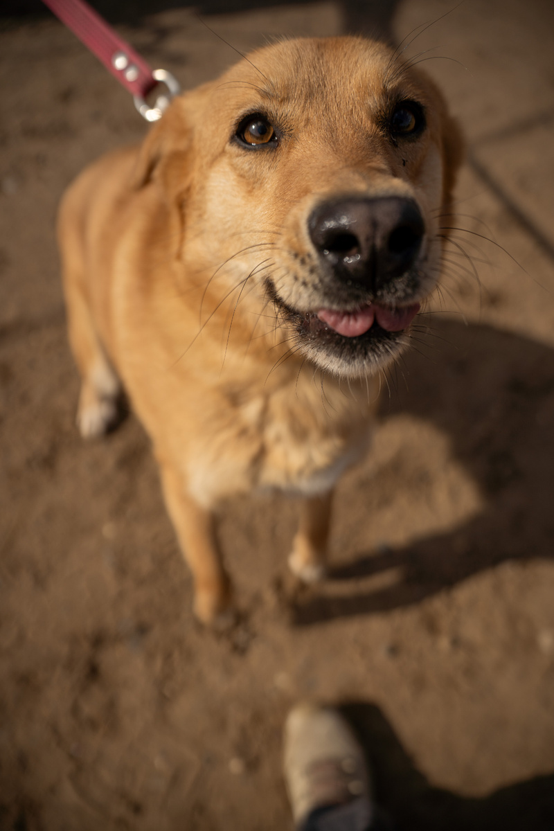 Наша Лиса любит всех людей, независимо от их пола и возраста, главное, чтобы человек был хороший
