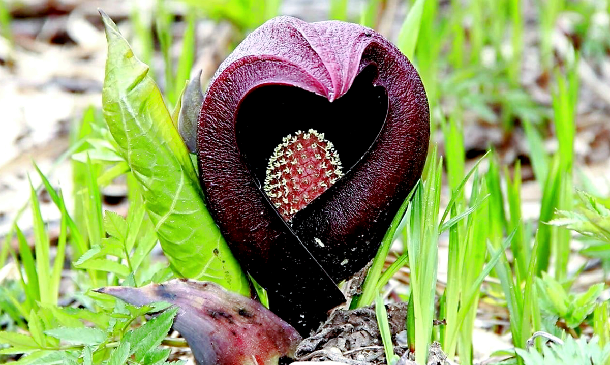 Лат. Symplocarpus foetidus. Источник фото: author.today