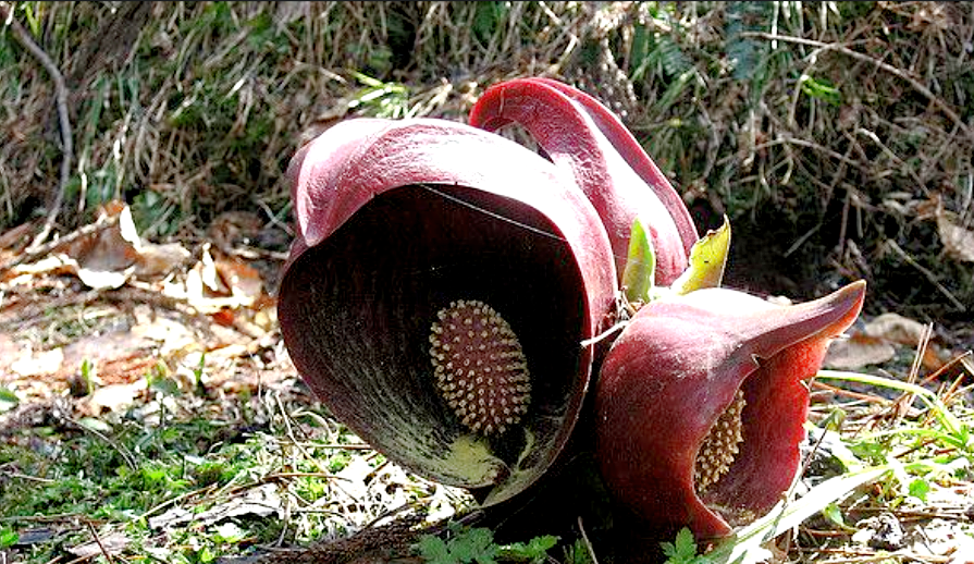 Снимок: ru.pinterest.com