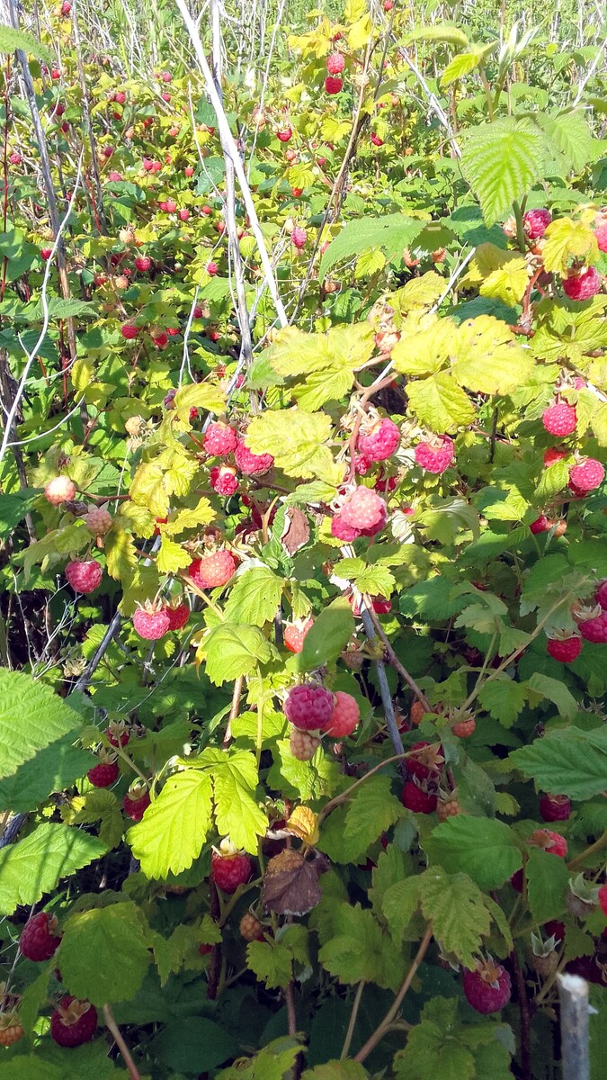 Малина поспела