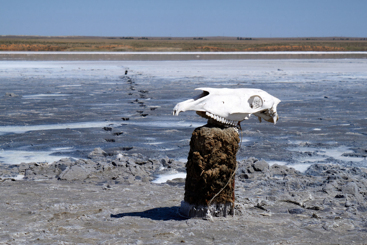 Череп лошади на фоне озера