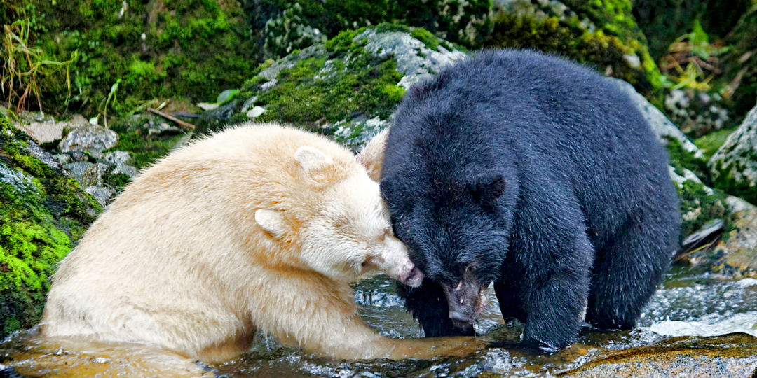 Кто такой Кермодский медведь и чем он отличается от своих чёрных собратьев