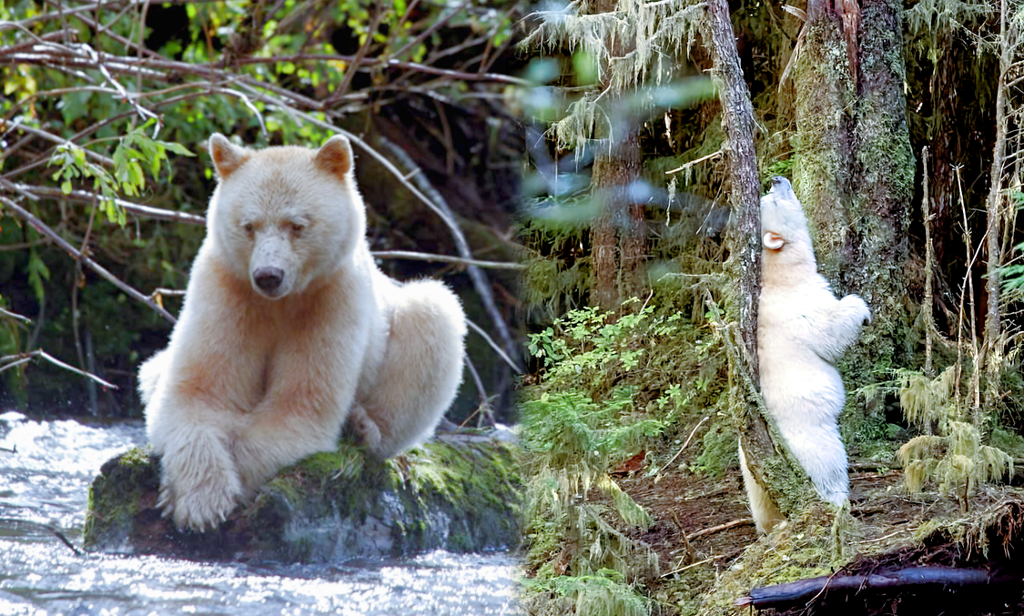 Лат. Ursus americanus kermodei.
