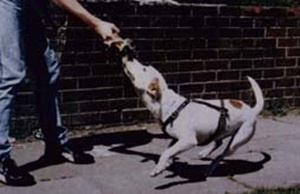 Bobby & Winty's Psycho II