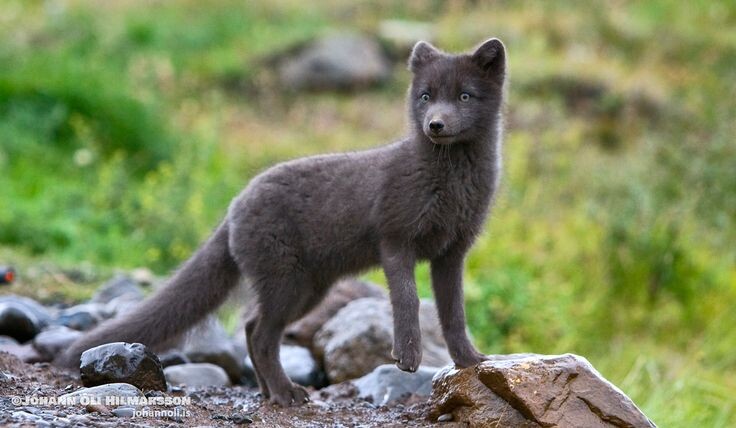 Изображение из интернета