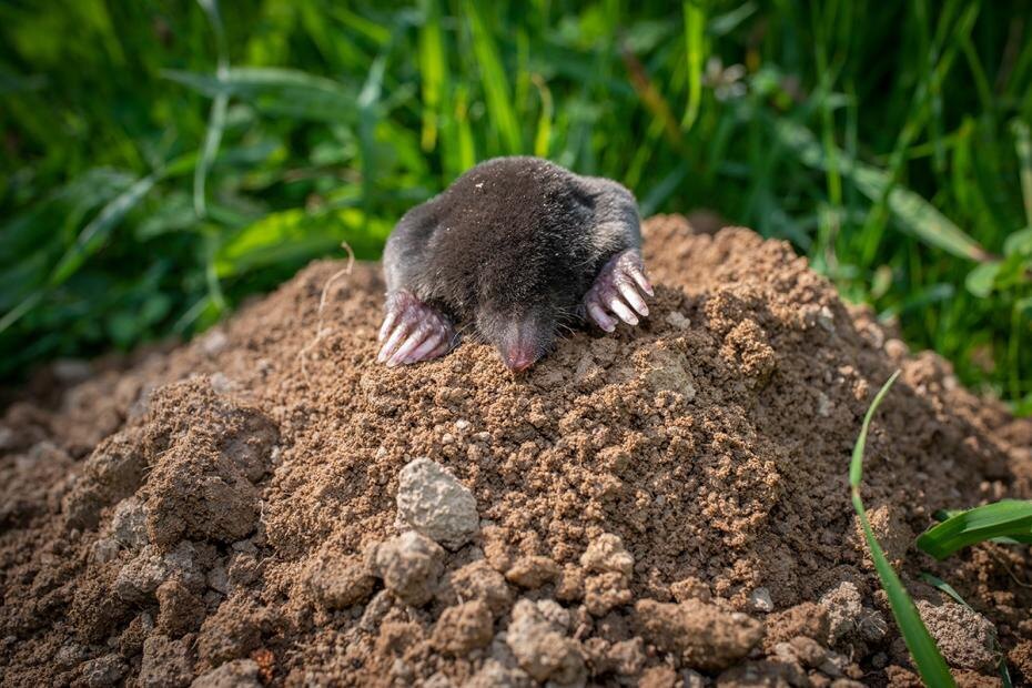    Shutterstock/FOTODOM