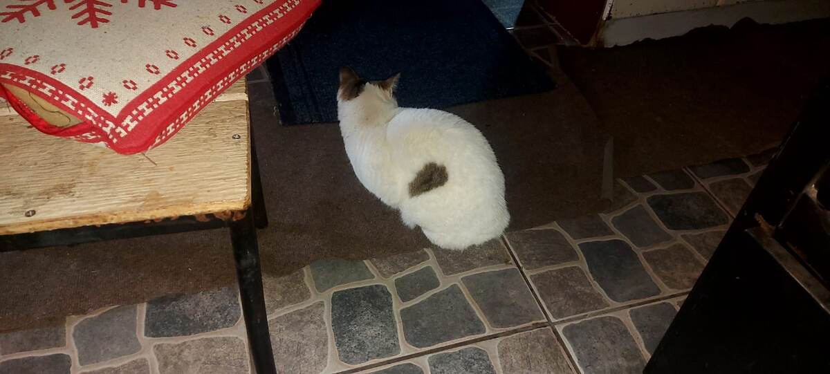 Кошка Молли ждет возле печки