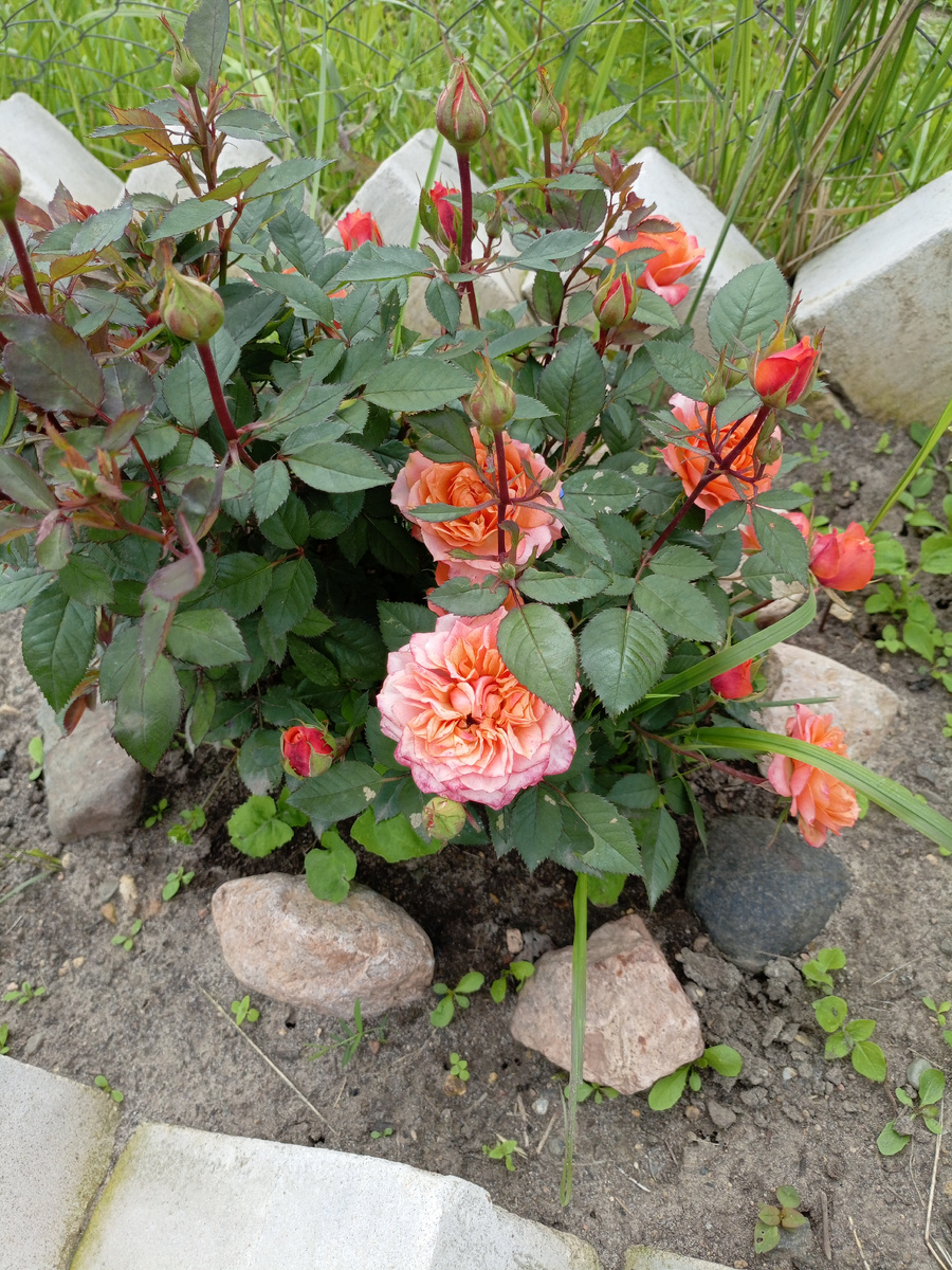 Розочки из маминого огорода, для украшения статьи🥰