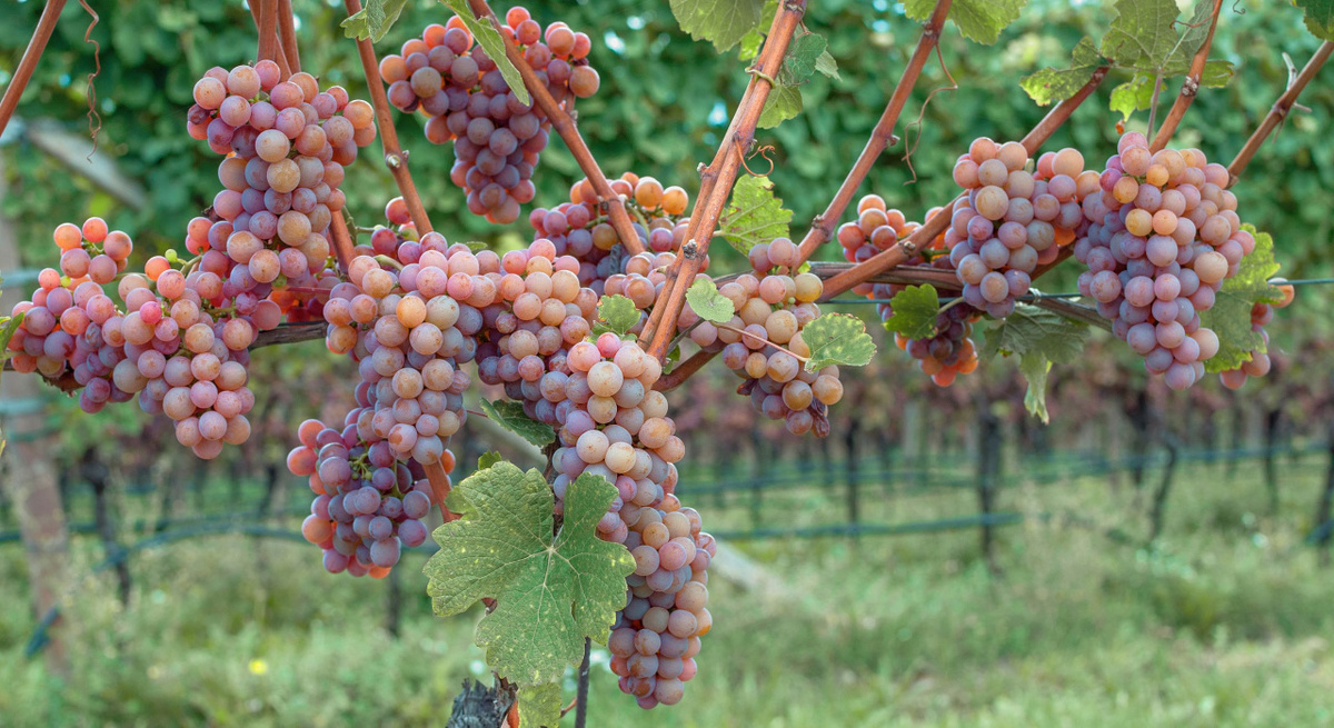 Среди французских сортов винограда Гевюрцтраминер занимает особое место