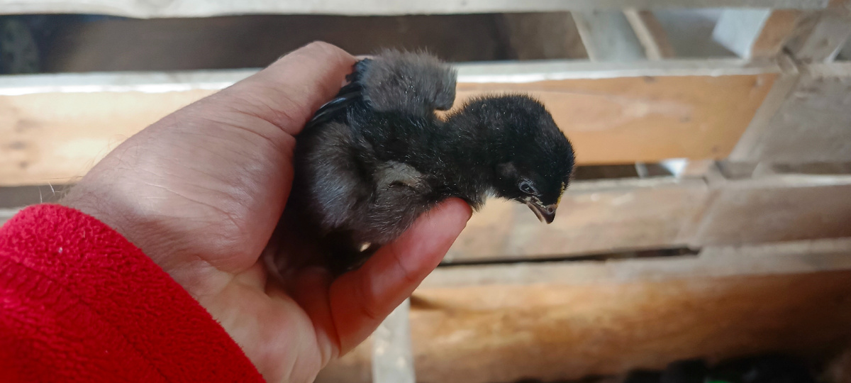 Случайный представитель 