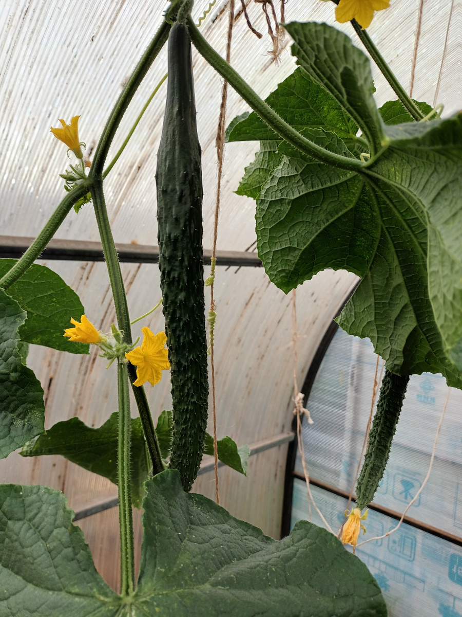 Длинноплодный Китайский император