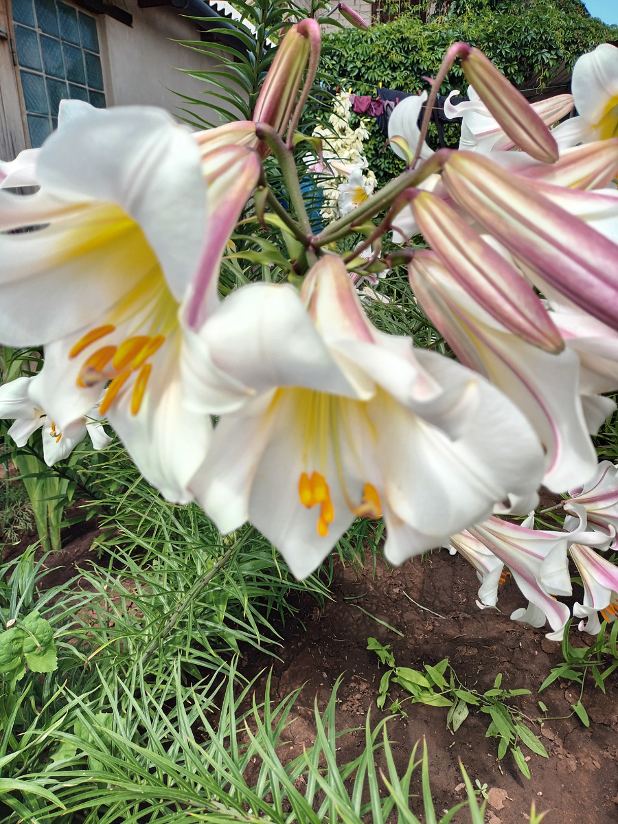 У этих еще и запах одуряющий