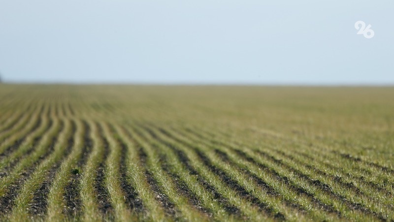    Сегодня с полей Ставрополья убрано 706,8 тонн картофеля Фото: ИА «Победа26»