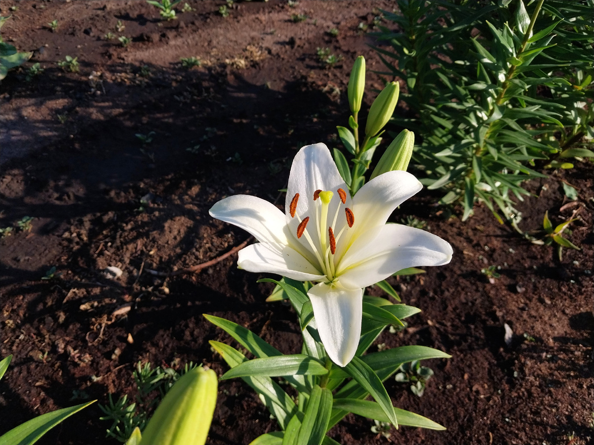 Белая красота.