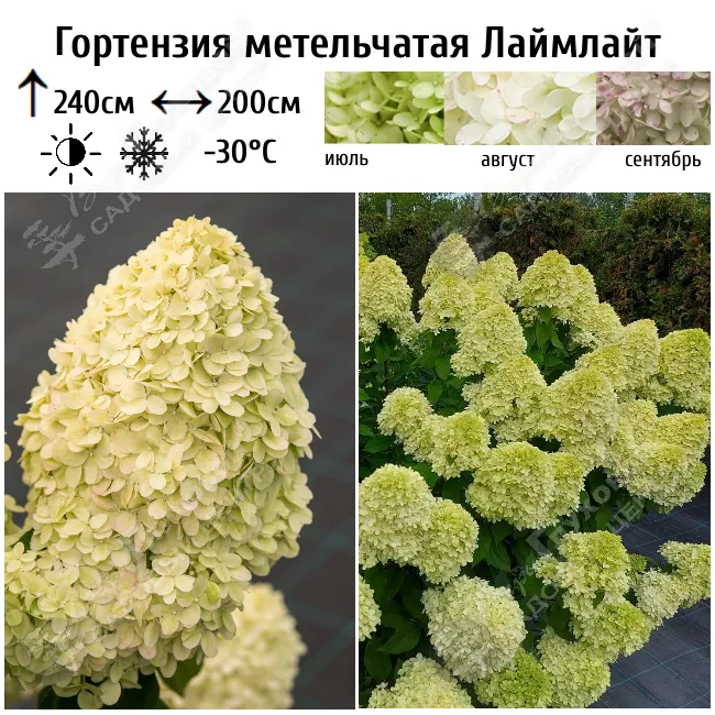 Источник фото: https://www.vgluhova.ru/catalog/gortenzii/gortenzii_metelchatye/gortenziya-metelchataya-laymlayt/