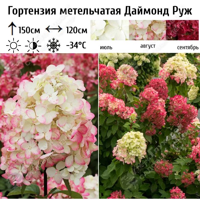 Источник фото: https://www.vgluhova.ru/catalog/gortenzii/gortenzii_metelchatye/gortenziya-metelchataya-daymond-ruzh/