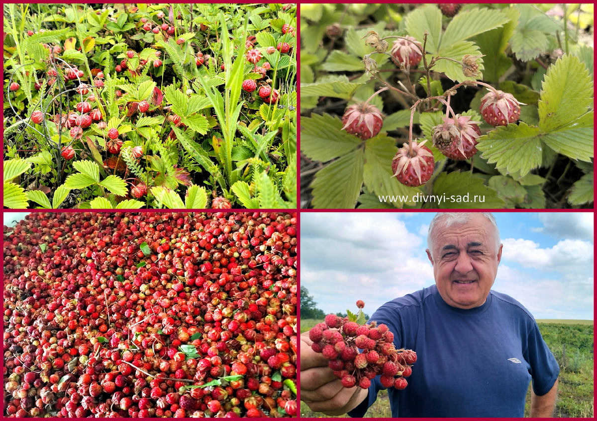 Сбор лесной земляники