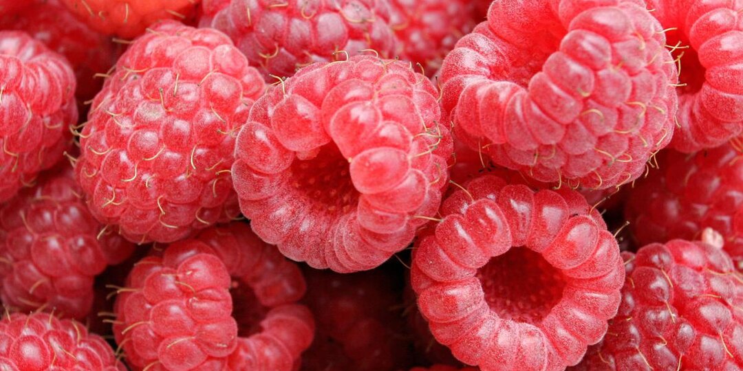 Малина растет как на дрожжах: простой способ вырастить ягоды, которым соседи обзавидуются