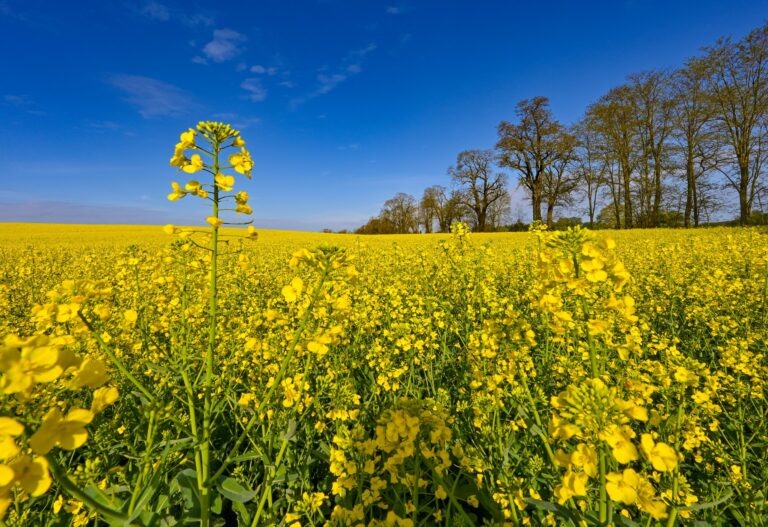    Фото: Patrick Pleul / dpa / picture-alliance Анна Мигинеишвили