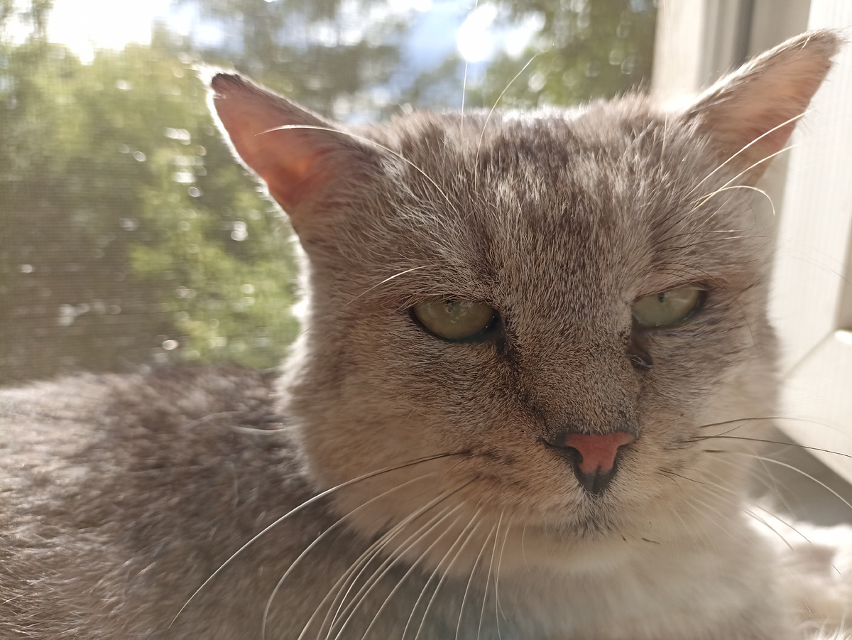 Греется на солнышке) вчера фоткала) 