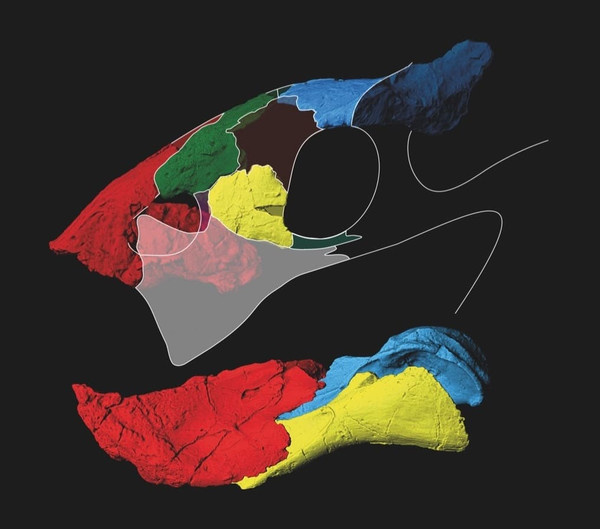 Череп возникеллы, а точнее его компьютерная модель.