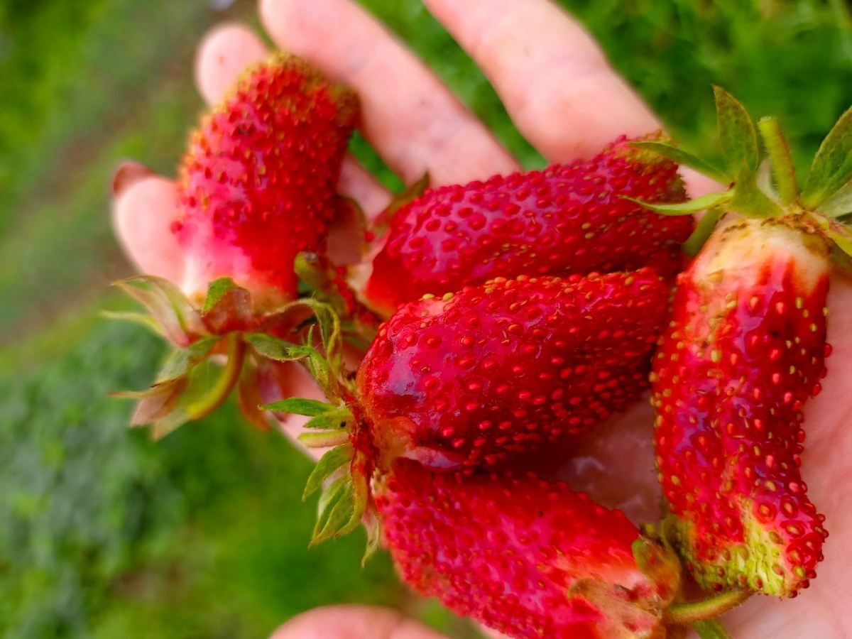 земклуника Купчиха, первый сбор ягод