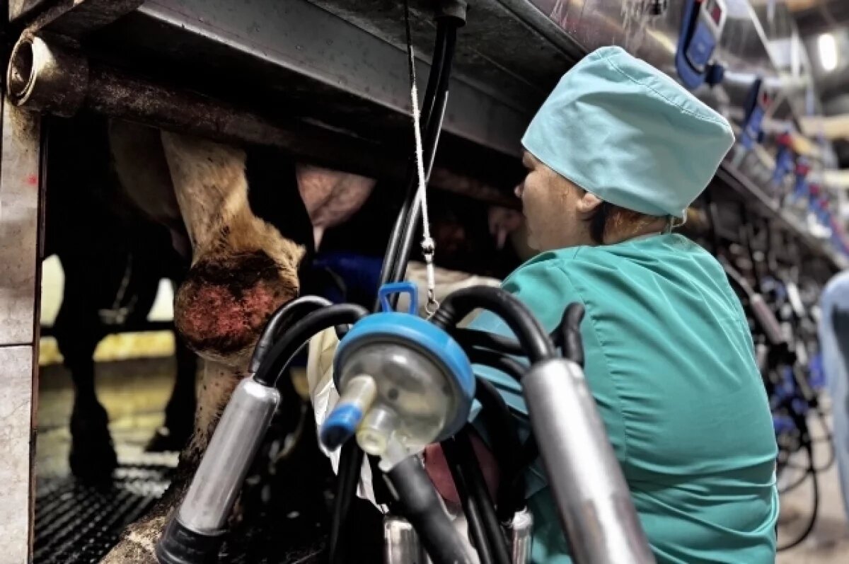    Оператор машинного доения - профессия непростая.