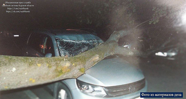    В Курчатове дерево рухнуло на автомобиль, смяв крышу и капот