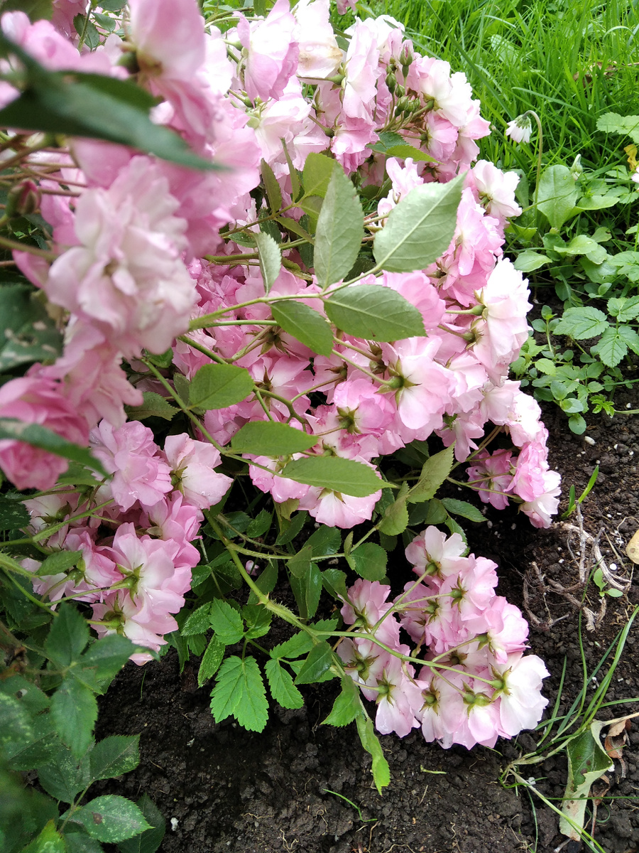 Полиантовая роза 'Зе Фейри'