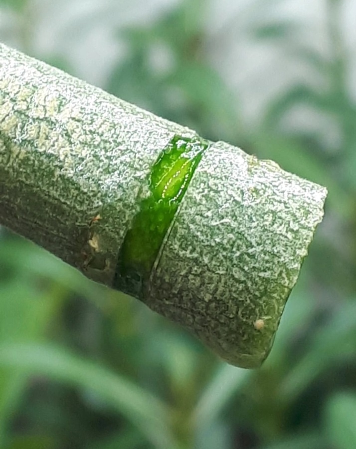 Думаю, это колечко задумано для стимуляции корнеобразования. Фото из интернета.