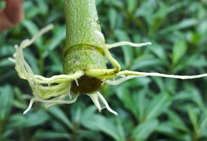 Фото из интернета