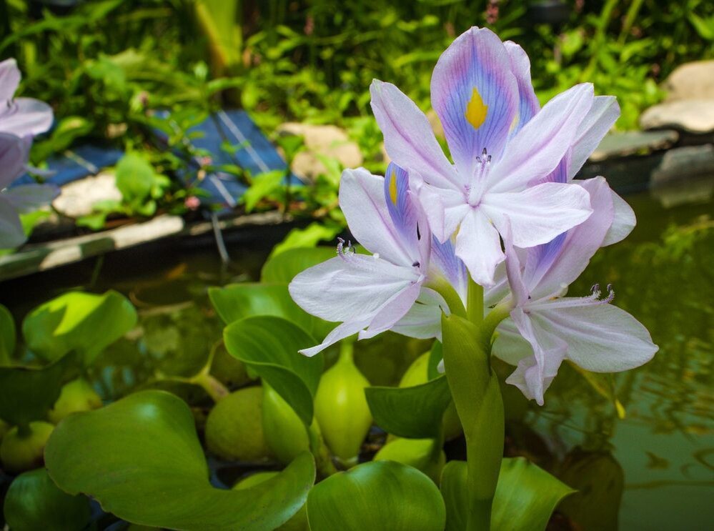 Фото из свободного доступа