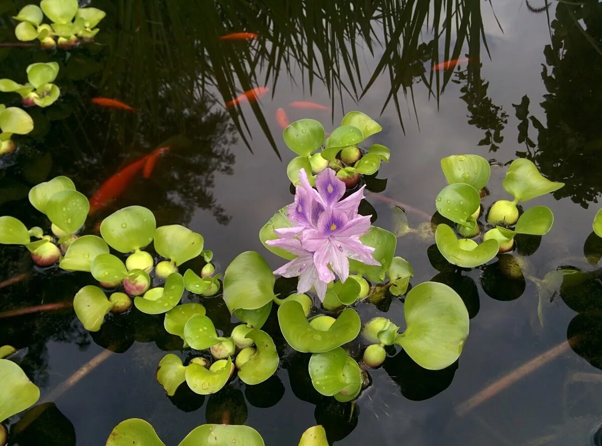 Фото из свободного доступа