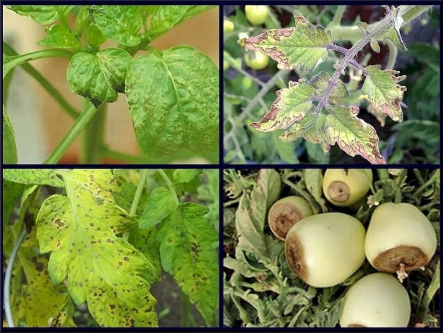 Взято из открытых источников