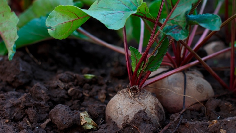 Такая стала моя свекла после применения дедовского метода