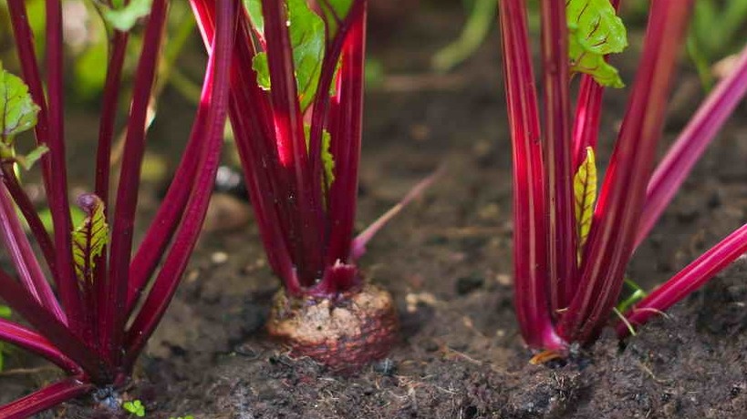 В июле корнеплоды свеклы уже показываются над поверхностью почвы