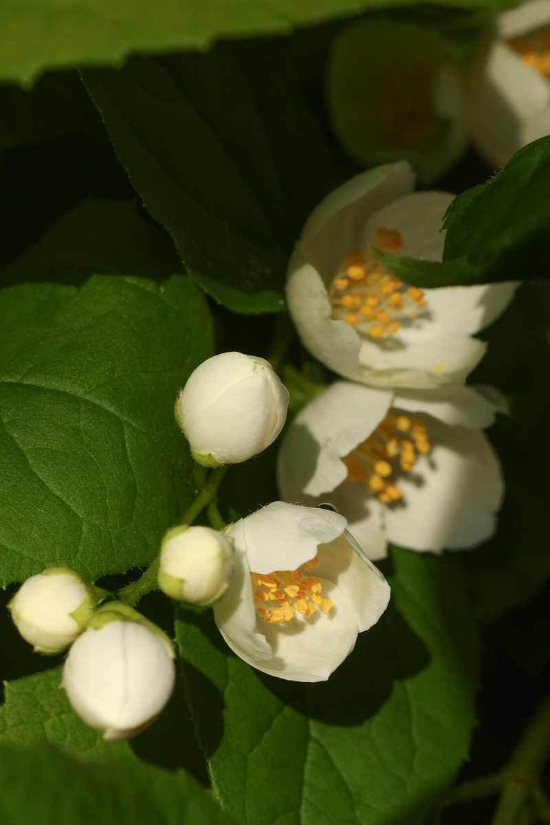 Цветы жасмина в вечернем солнце. Ярославль. Фото Тамара Прибойченко. 