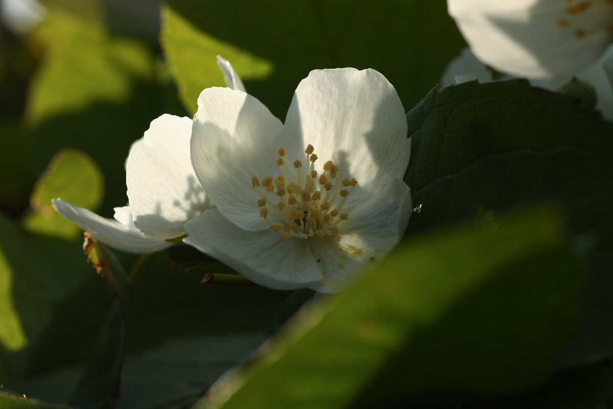 Цветы жасмина в вечернем солнце. Ярославль. Фото Тамара Прибойченко
