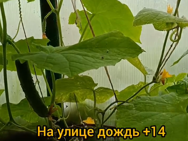 На улице холодрыга, а в теплице хоть нет ветра. Фото автора