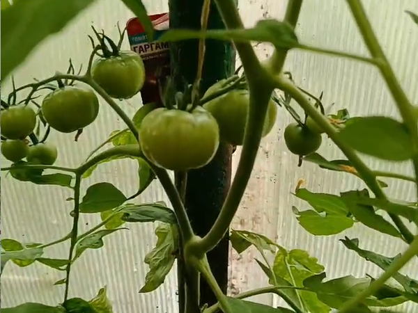 Томаты растут, но еще ни одного не покраснело. Фото автора