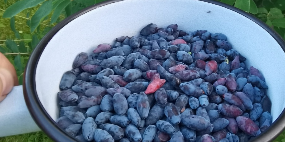 Получил из кислой съедобной жимолости конфетку за 1 сезон. Делюсь приемом деревенского агронома из Сибири