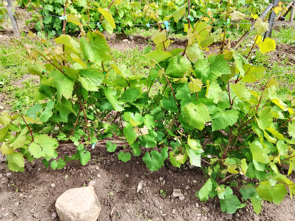 01.07.2025. перед цветением.