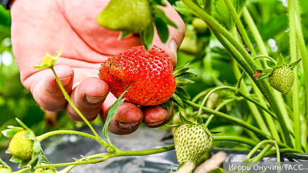     Фото: Игорь Онучин/ТАСС   
 Текст: Татьяна Косолапова